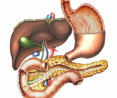 Bauchspeicheldruese,Leber,Galle,Magen,Zwoelffingerdarm-Organe im Bauchbereich