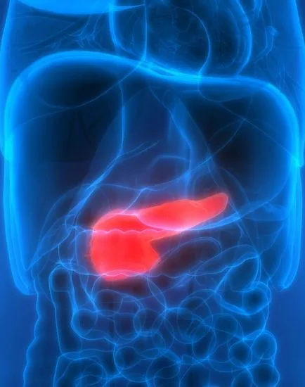 Human Body Organs Anatomy (Pancreas)