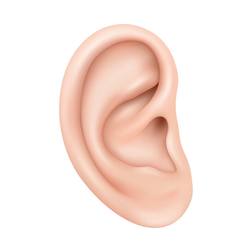 Realistic human ear isolated on white background. Human ear organ hearing health care closeup 3d realistic isolated icon design vector illustration